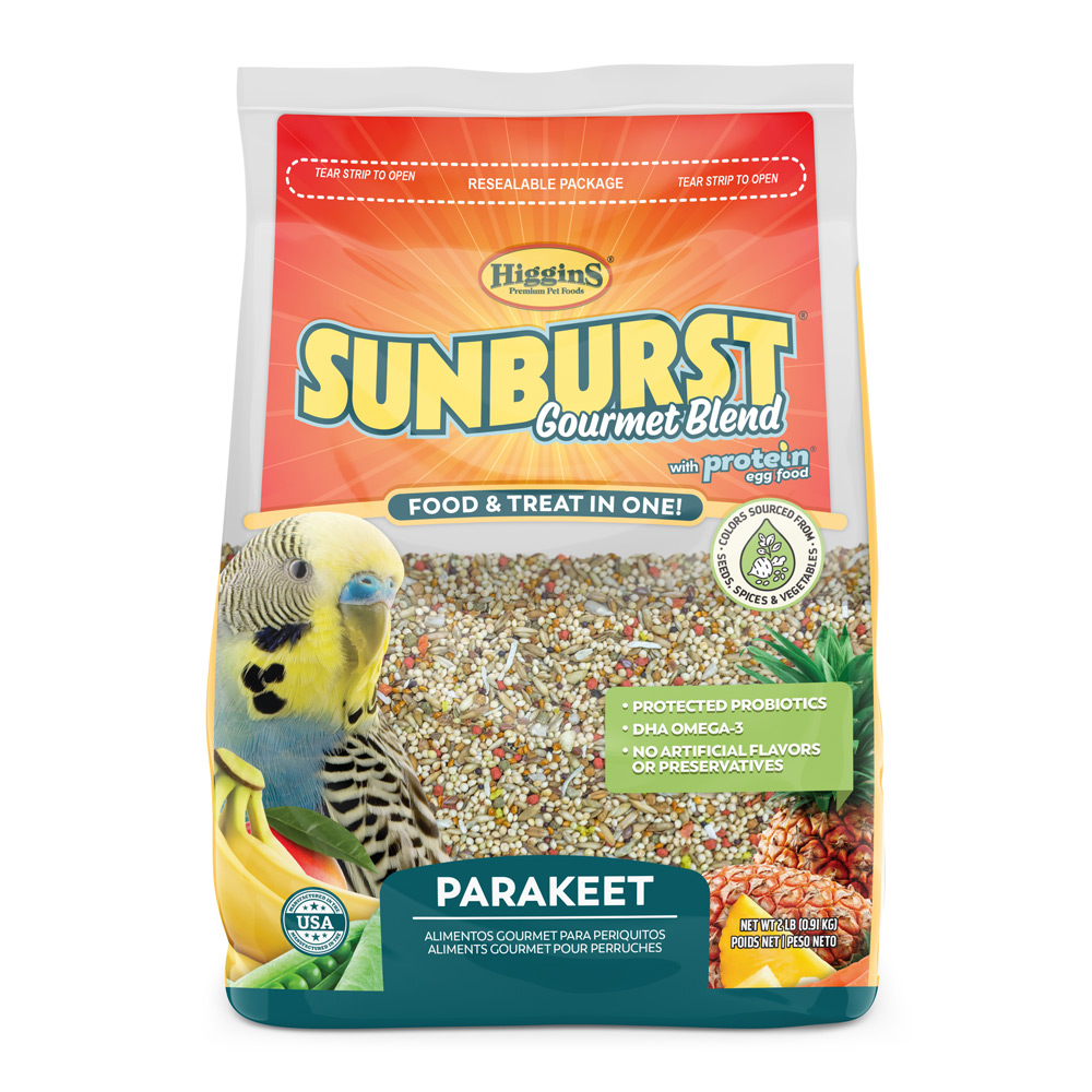 Sunburst Parakeet